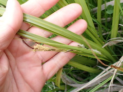 Carex coriacea