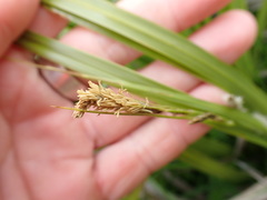 Carex coriacea