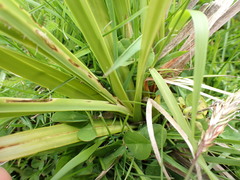Carex coriacea