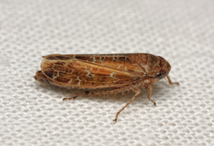 Allygidius commutatus