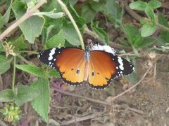 Danaus chrysippus