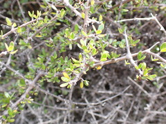Coprosma propinqua