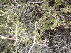 Coprosma propinqua