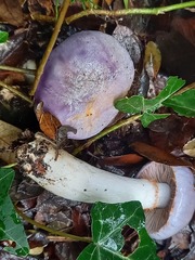 Cortinarius salor