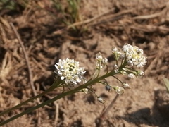 Teesdalia