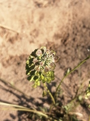 Teesdalia