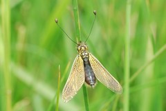 Libelloides ictericus