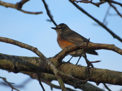 Turdus migratorius