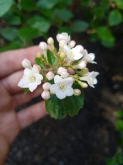 Viburnum