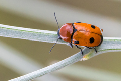 Cryptocephalus pominorum