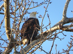 Haliaeetus leucocephalus