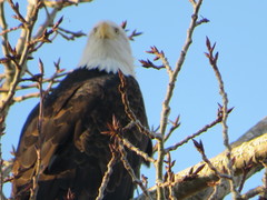 Haliaeetus leucocephalus