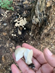 Apioperdon pyriforme