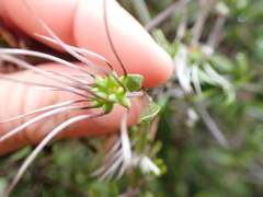 Clematis quadribracteolata
