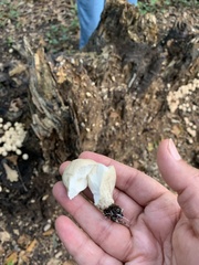 Apioperdon pyriforme