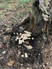 Apioperdon pyriforme