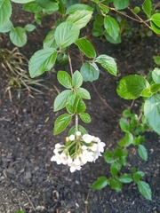 Viburnum