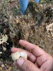 Apioperdon pyriforme