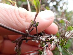Clematis quadribracteolata