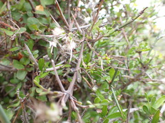 Clematis quadribracteolata