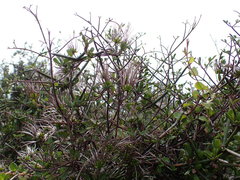 Clematis quadribracteolata