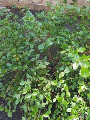 Viburnum