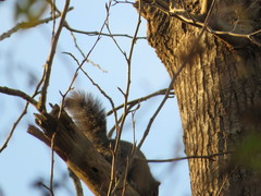 Sciurus carolinensis