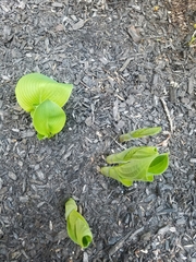Hosta