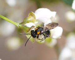 Leioproctus irroratus