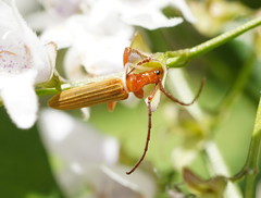 Stenoderus concolor