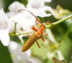 Stenoderus concolor