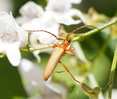 Stenoderus concolor