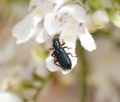 Phlogistus cribratus