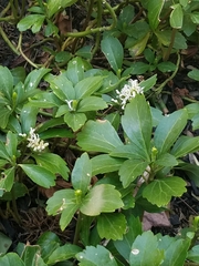 Pachysandra terminalis
