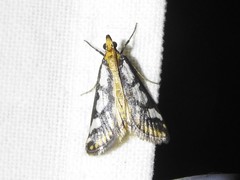 Metallarcha pseliota