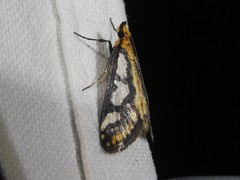 Metallarcha pseliota