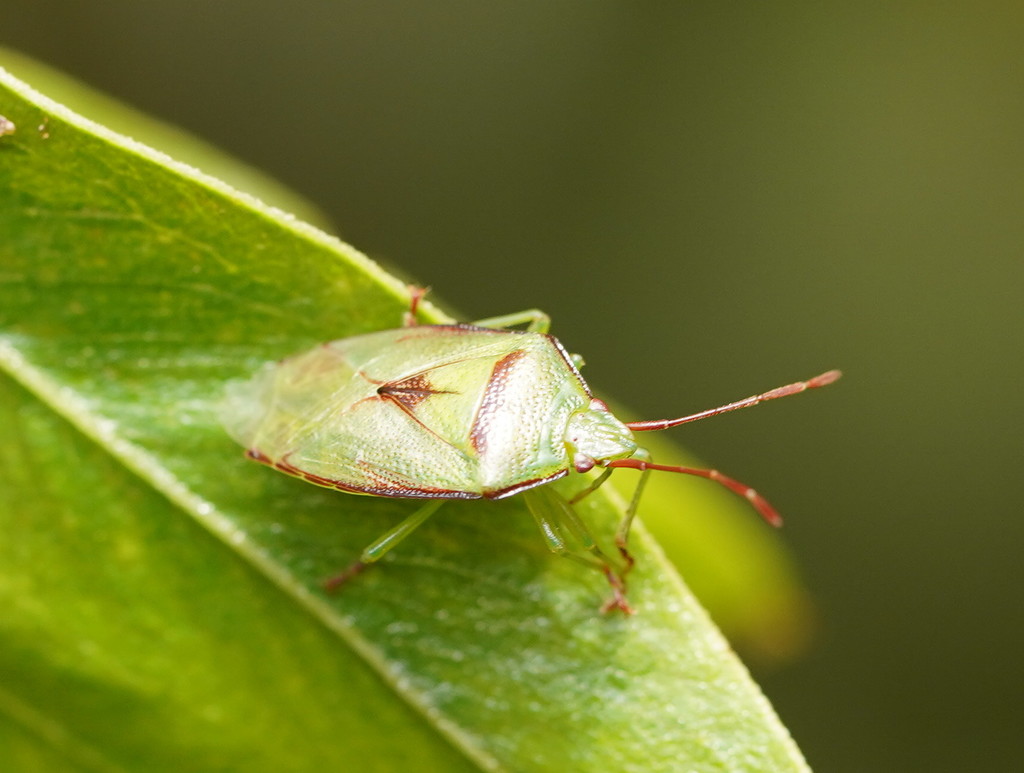 Andriscus cinctus