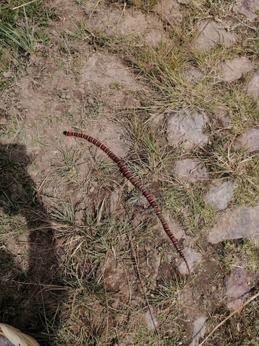 Ruthvens Kingsnake