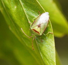Andriscus cinctus
