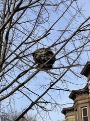 Dolichovespula maculata