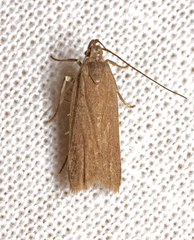Acompsia cinerella