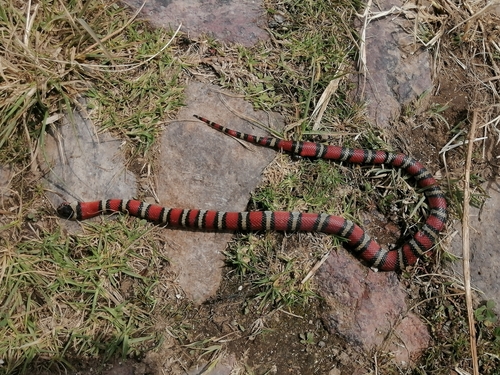 Ruthvens Kingsnake