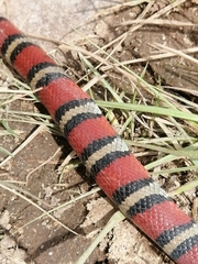 Lampropeltis ruthveni