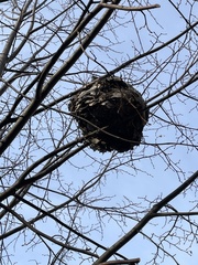 Dolichovespula maculata