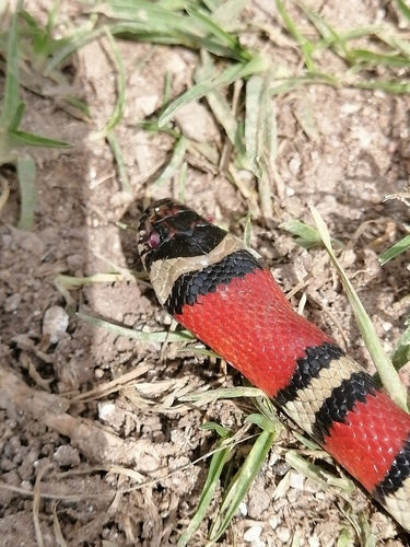 Ruthvens Kingsnake