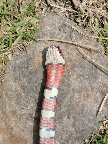 Ruthvens Kingsnake