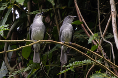 Tessmann's Flycatcher photo 2