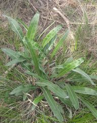 Oenothera macrocarpa