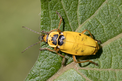 Chauliognathus flavipes