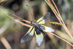 Libelloides baeticus